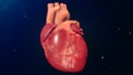 Human Heart Royalty Free Stock Photo